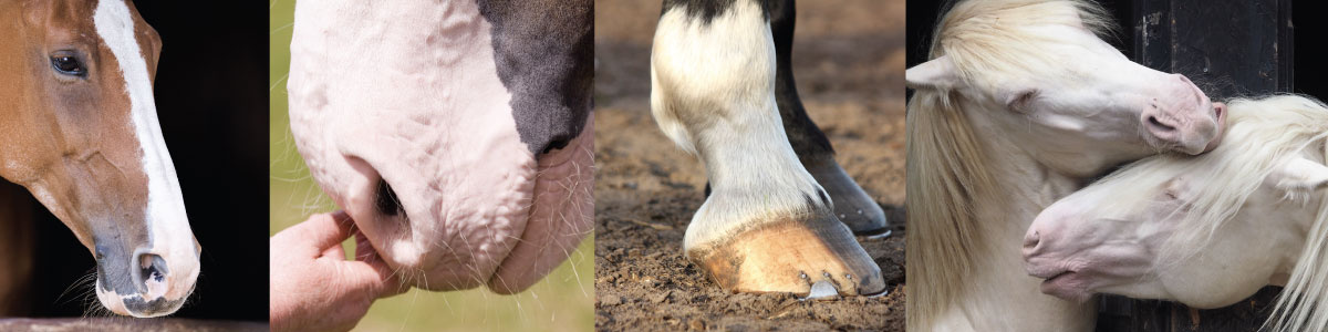 solaren tegen zonnebrand vooral bij paarden met weinig pigment 