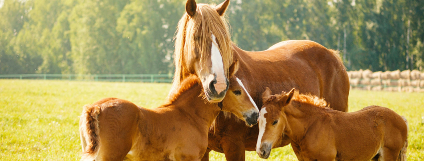 Een groep paarden bij elkaar