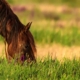 Grazend paard